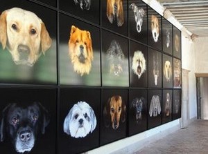 galerie photo chiots